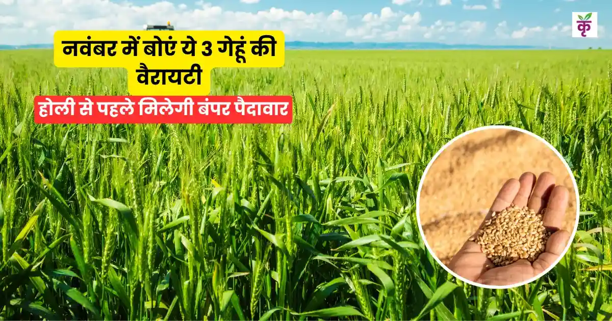 नवंबर में बोएं