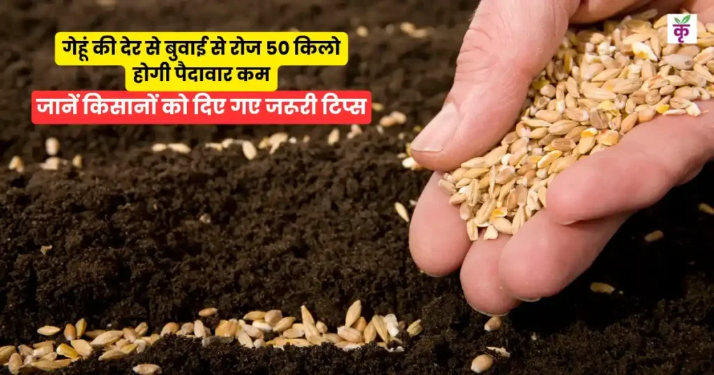 गेहूं की देर से बुवाई से रोज 50 किलो होगी पैदावार कम, जानें किसानों को दिए गए जरूरी टिप्स