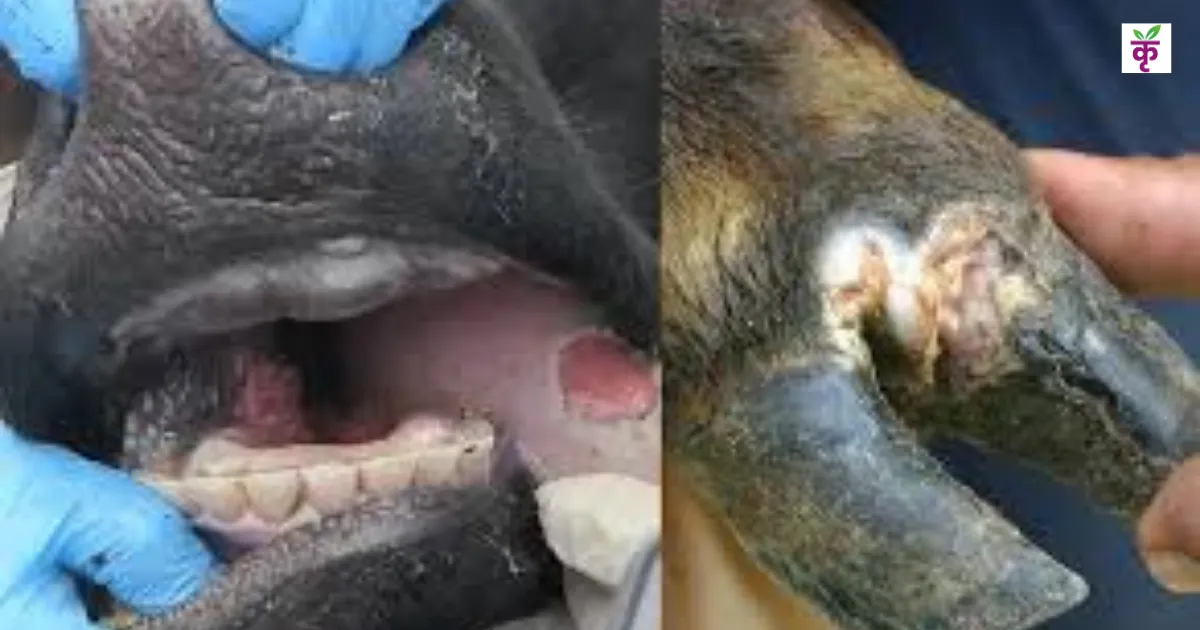 सर्दियों में पशुओं में मुंहखुर रोग का खतरा बढ़ा, ये लक्षण दिखें तो तुरंत करें ये उपाय