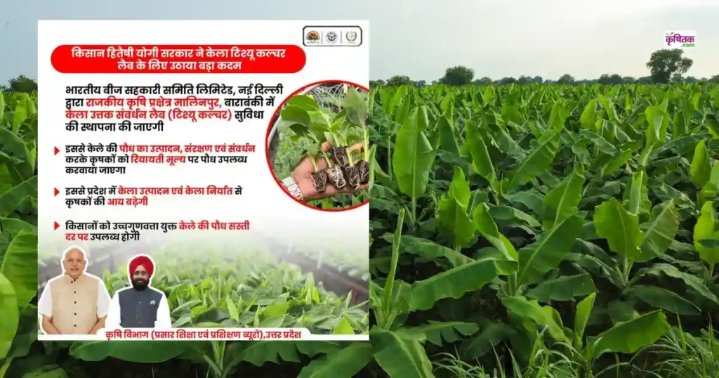 Banana Tissue Culture Lab Uttar Pradesh