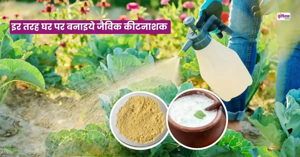 Chhachh Aur Besan Spray