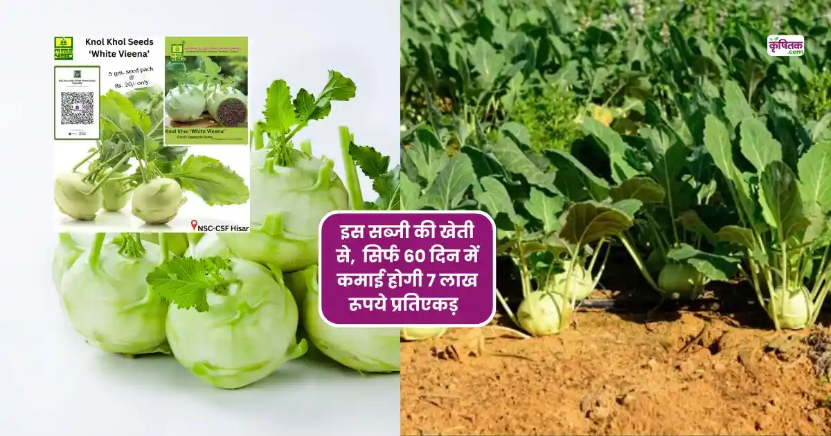 Gaanth Gobhi White Vieena Kheti