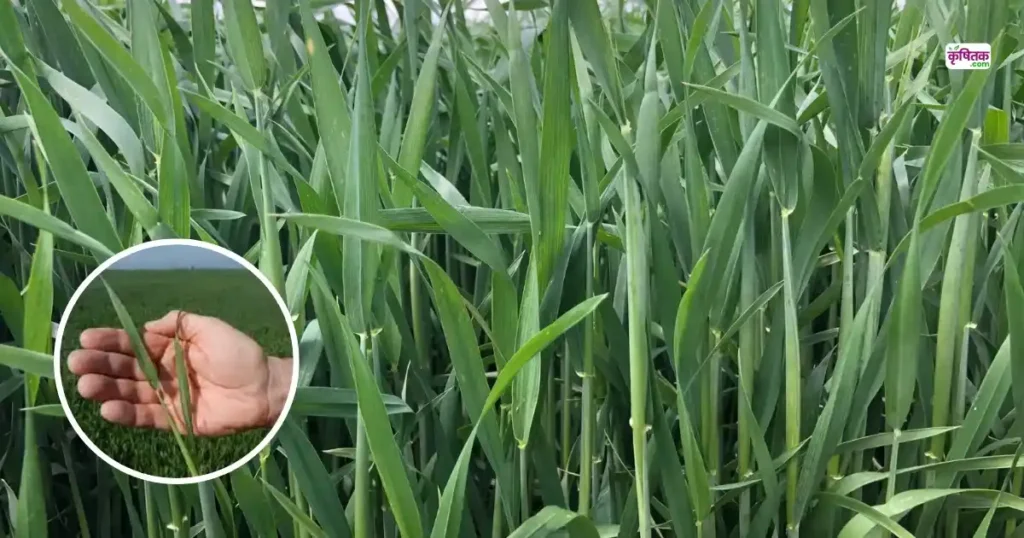 Gehun Flag Leaf Care Tips