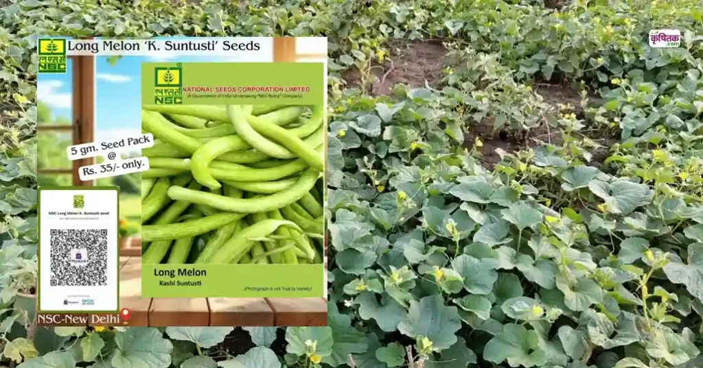 K Santushti Long Melon Cultivation