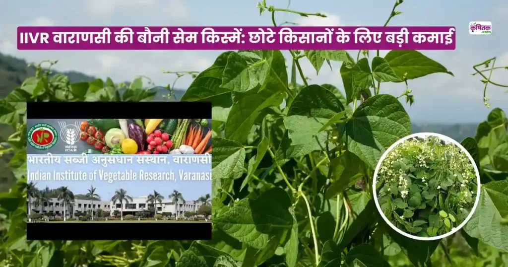 Kashi Bauni Sem Kismein