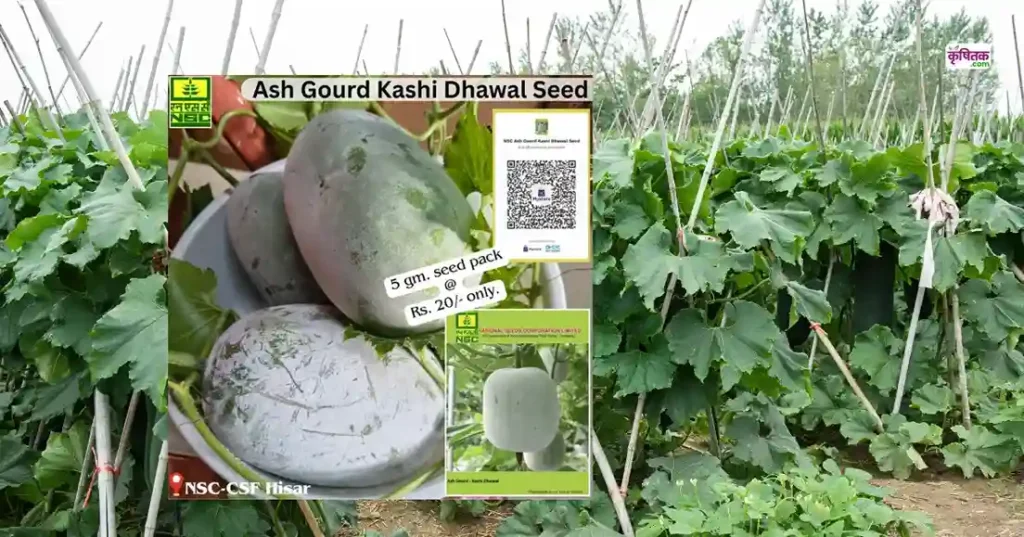 Kashi Dhawal Petha Variety