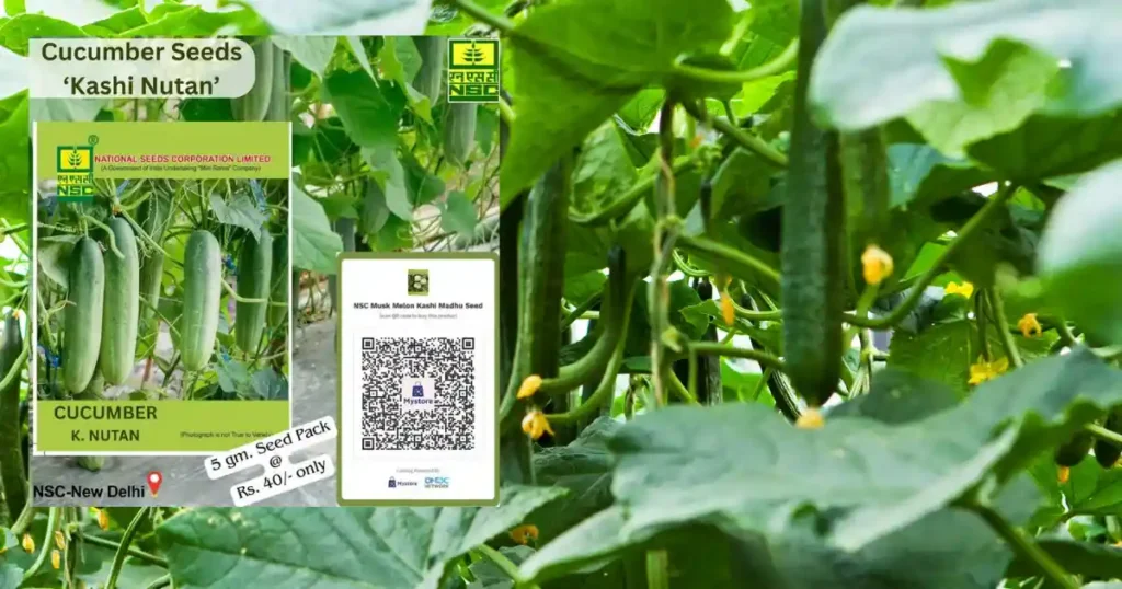 Kashi Nutan Cucumber