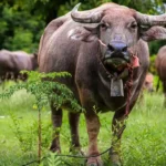 Pandharpuri Buffalo Breed