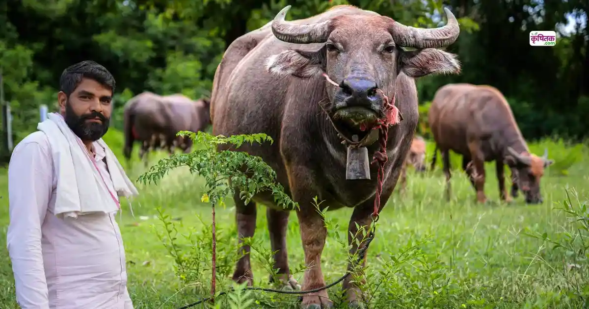 Pandharpuri Buffalo Breed