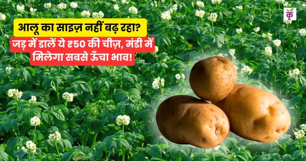 Potato Farming Tips