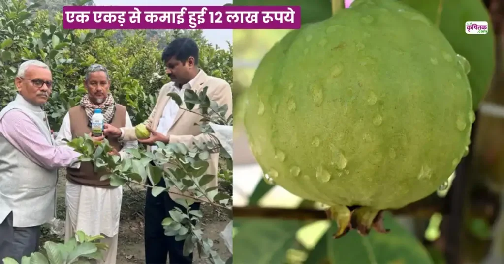 Taiwan Pink Guava Farming