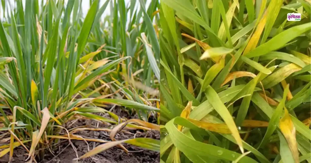 Wheat Yellowing Treatment