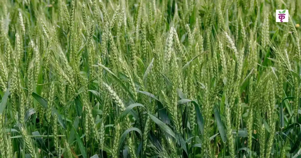 गेहूं में कम जमाव से हैं परेशान? पहली सिंचाई के बाद इस विधि से गैप फिलिंग से बचाइए अपनी 25% पैदावार
