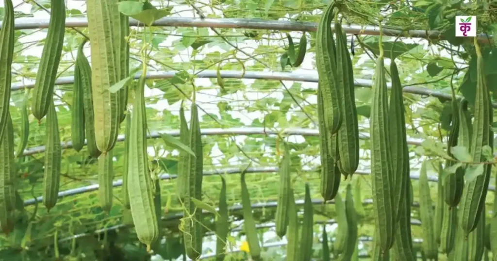 IIVR ने विकसित की बासमती चावल जैसी खुशबू वाली तोरई, जल्द आएगी किसानों के लिए नई किस्म