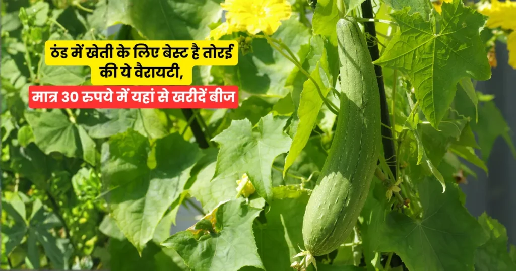 ठंड में खेती के लिए बेस्ट है तोरई की ये वैरायटी, मात्र 30 रुपये में यहां से खरीदें बीज