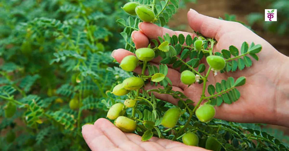 चने की बुवाई देर से हुई? एक्सपर्ट का ये तरीका अपनाते ही फसल ढाई महीने में तैयार!
