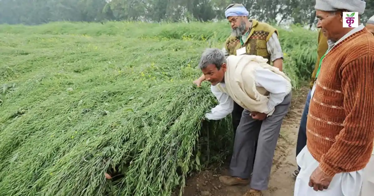 सरसों में तेल की मात्रा बढ़ाएं, दाने चमकदार बनाएं! वैज्ञानिकों की सलाह, NPK के साथ ये पोषक तत्व डालें, दोहरा मुनाफा पक्का