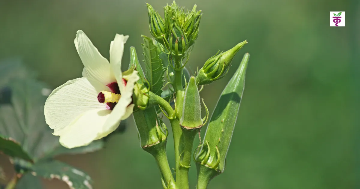 भिंडी की इस किस्म पर मिल रही ₹24,000 की सब्सिडी! 1 एकड़ में 100 क्विंटल उत्पादन, जानें पूरा प्लान
