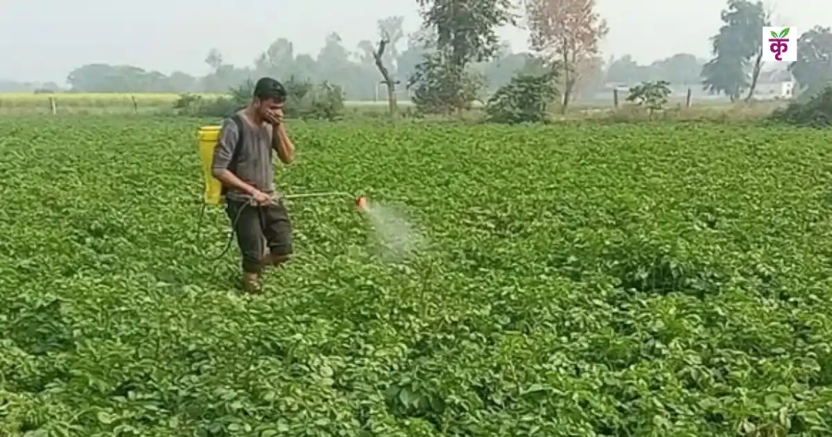 कोहरा और कड़ाके की ठंड से रबी फसलें खतरे में! कानपुर के वैज्ञानिकों ने जारी की तुरंत करने वाली सलाह