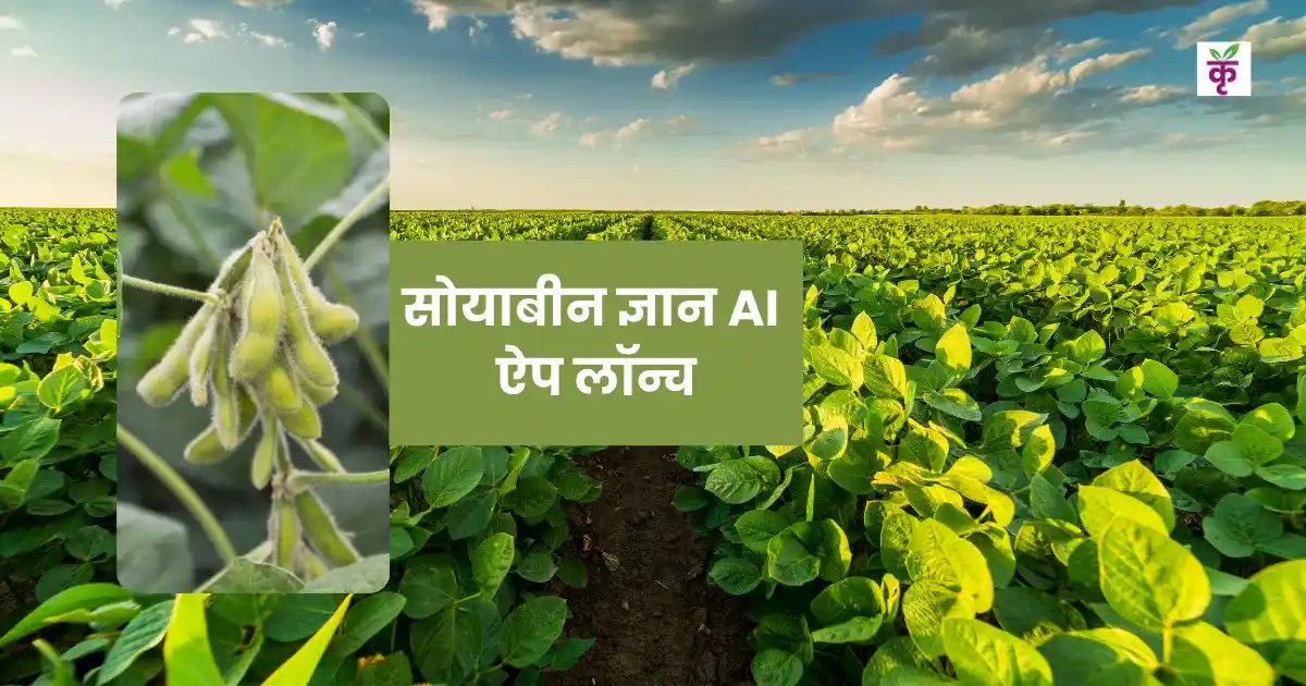 किसानों के लिए लॉन्च हुआ ‘सोयाबीन ज्ञान’ AI ऐप, फसल से जुड़े हर सवाल का तुरंत मिलेगा जवाब