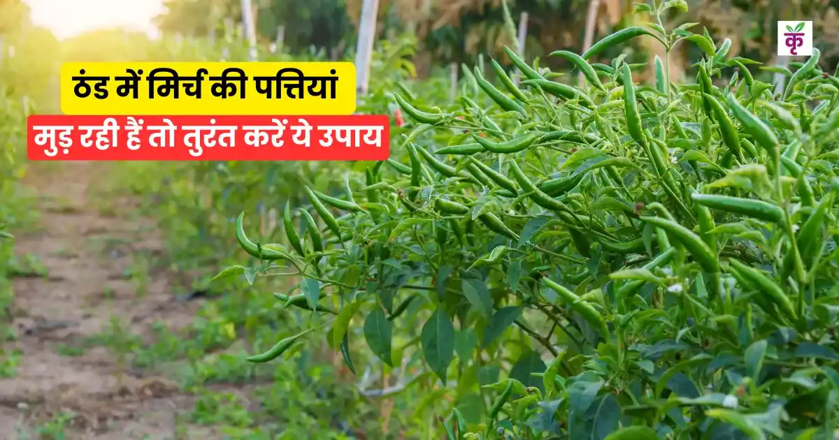 ठंड में मिर्च की पत्तियां मुड़ रही हैं तो तुरंत करें ये उपाय, फसल बच जाएगी, वरना, मलना पड़ेगा हाथ