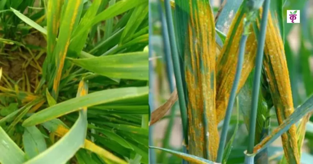 गेहूं पीला क्यों पड़ रहा है? दवा न डालें! पहले जान लें असली वजह, नहीं तो बढ़ जाएगा नुकसान