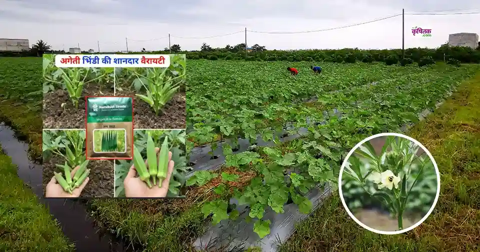 Ageti Bhindi Variety NS 862