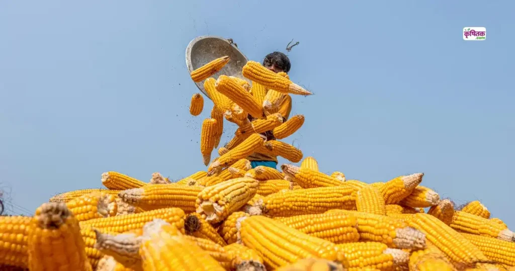 Bihar Makka Kisano Ki Samasya