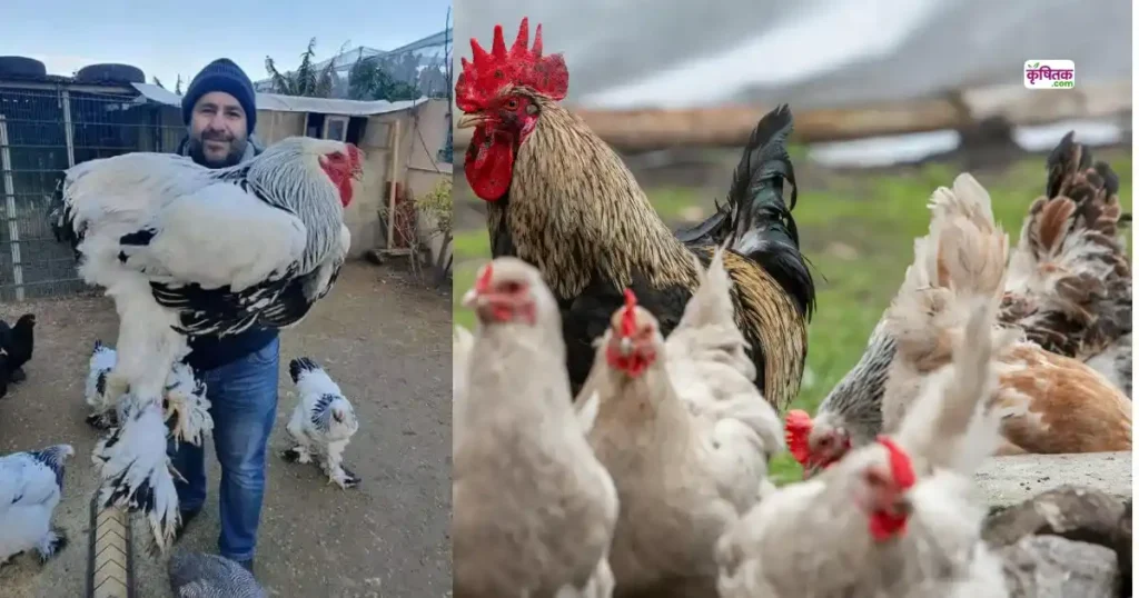 Brahma Chicken Breed