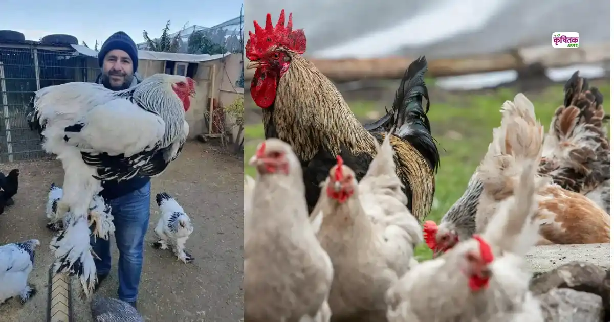 Brahma Chicken Breed