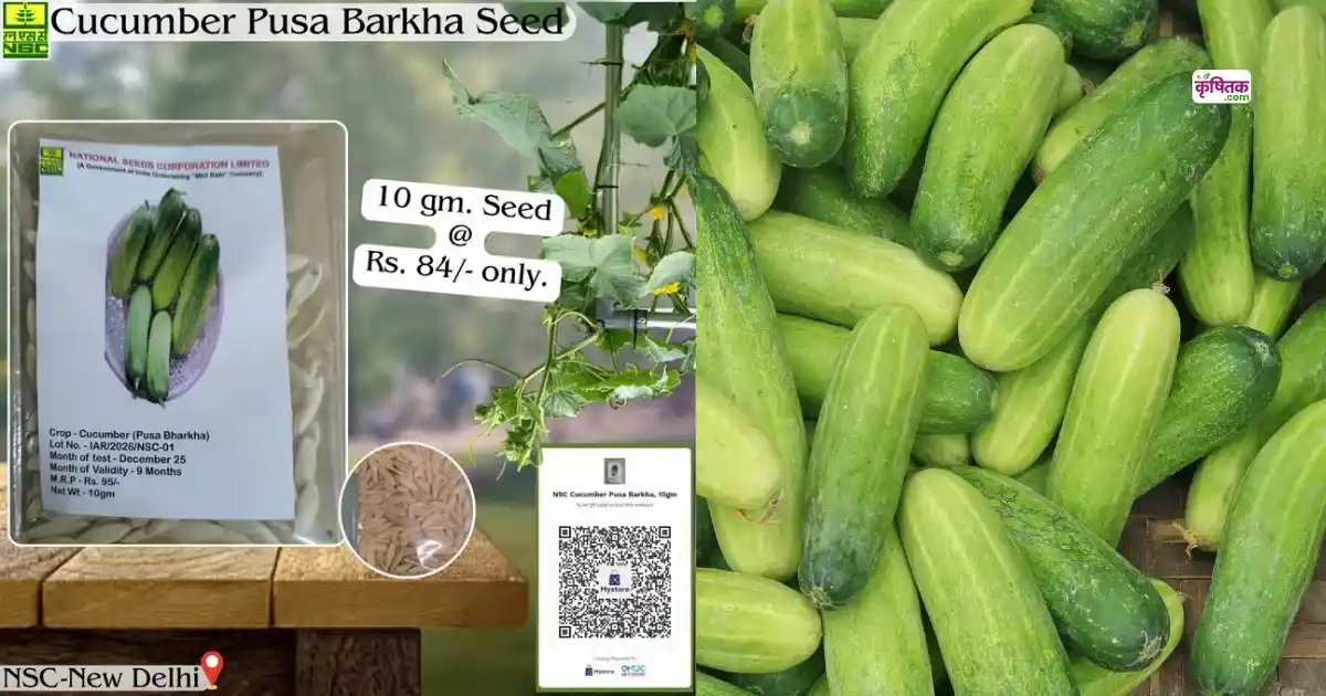 January Mein Kheera Ki Kheti