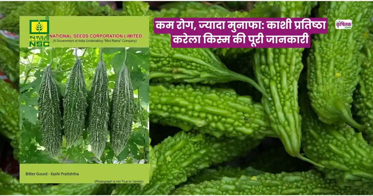Kashi Pratishtha Karela Variety