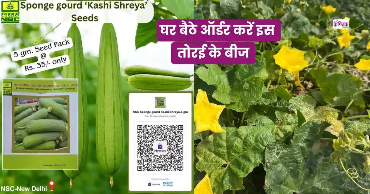 Kashi Shreya Tori Variety