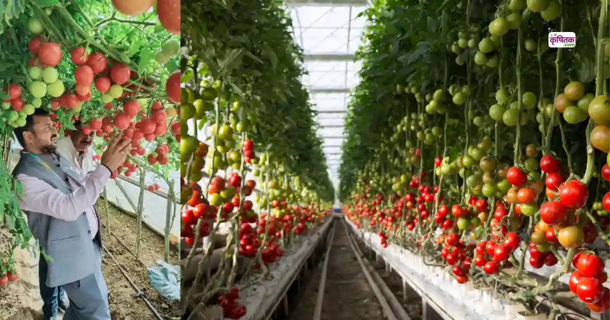 Polyhouse Vegetable Farming