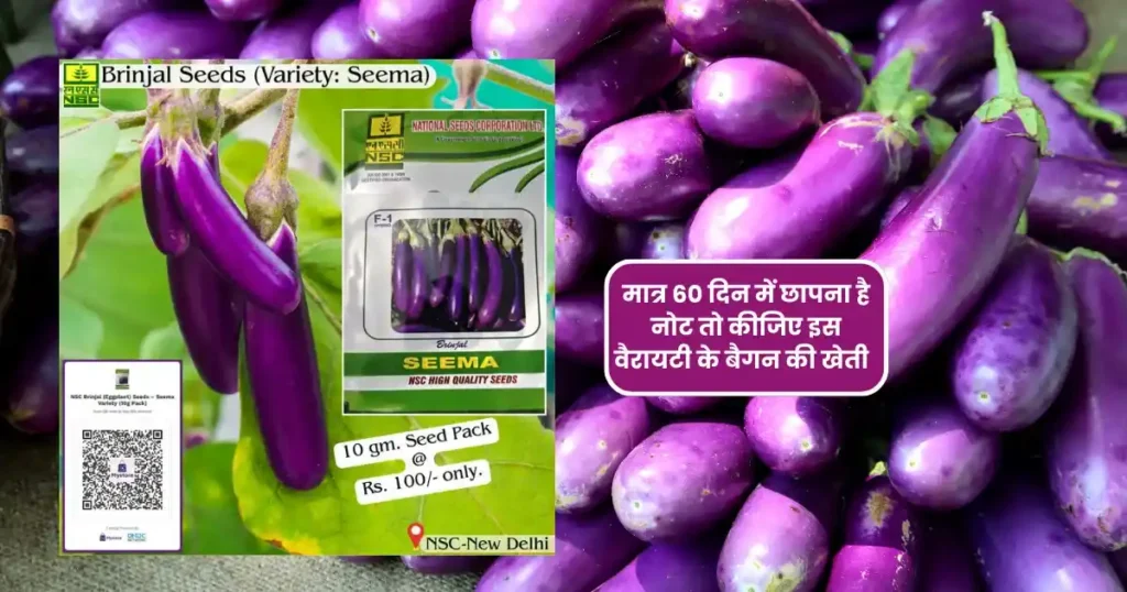 Seema Baingan Variety Ki Kheti