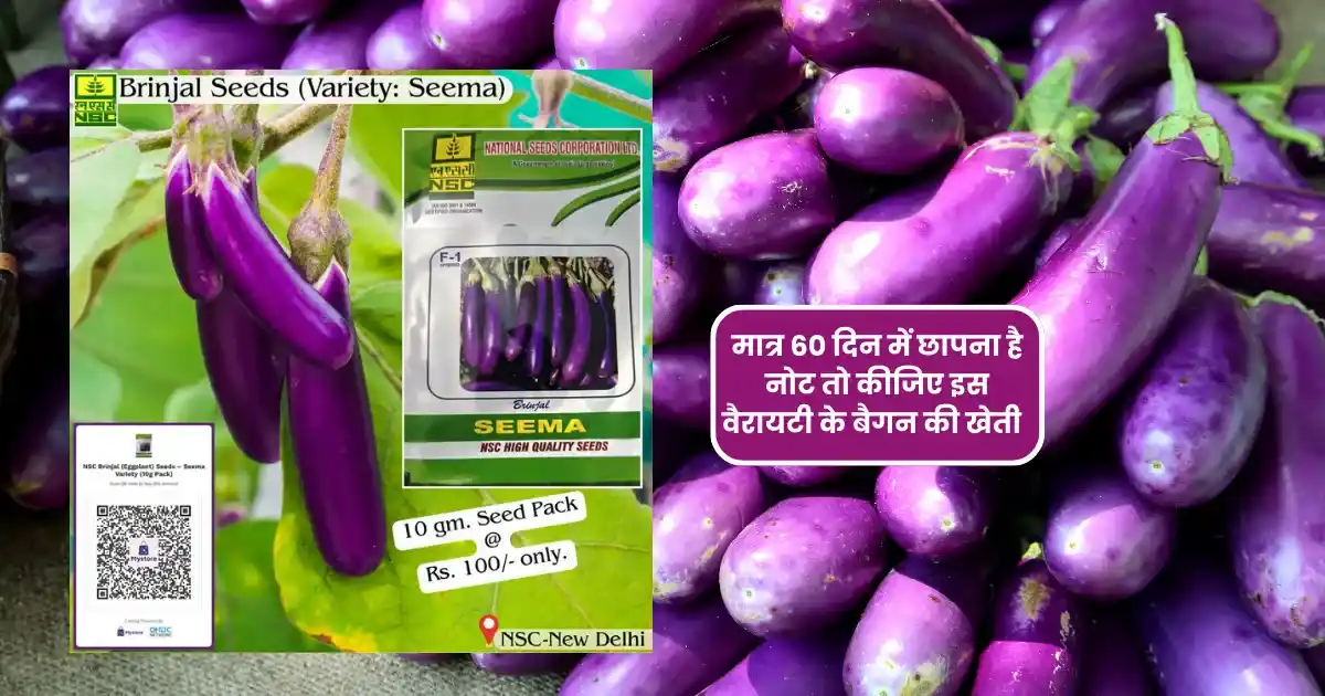 Seema Baingan Variety Ki Kheti