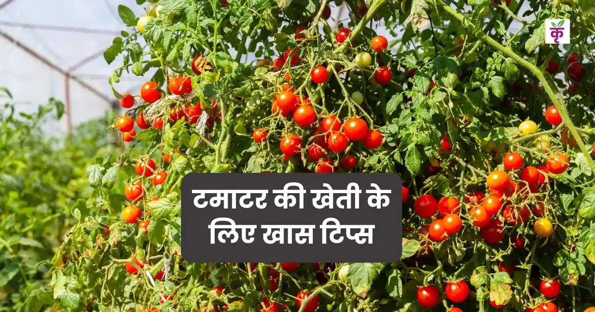 Tomato Farming Tips