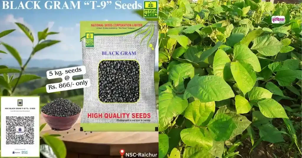 Urad Ki Kheti