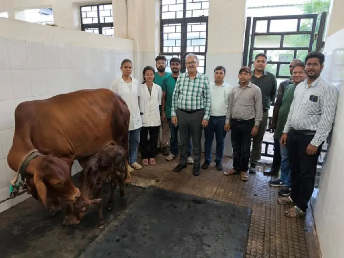 BHU के पशु चिकित्सकों का कमाल! देसी से पैदा कराई साहीवाल, अब एक गाय से होंगी 50 बछिया