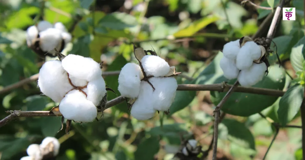 Cotton Mandi Bhav: कपास के भाव ने तोड़े रिकॉर्ड! मंडियों में 8000 रुपये के पार, किसानों के चेहरे खिले