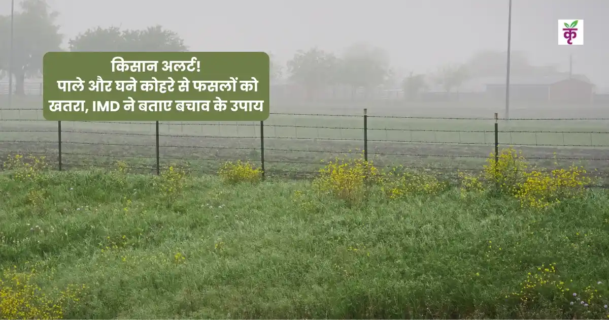 किसान अलर्ट! पाले और घने कोहरे से फसलों को खतरा, IMD ने बताए बचाव के उपाय