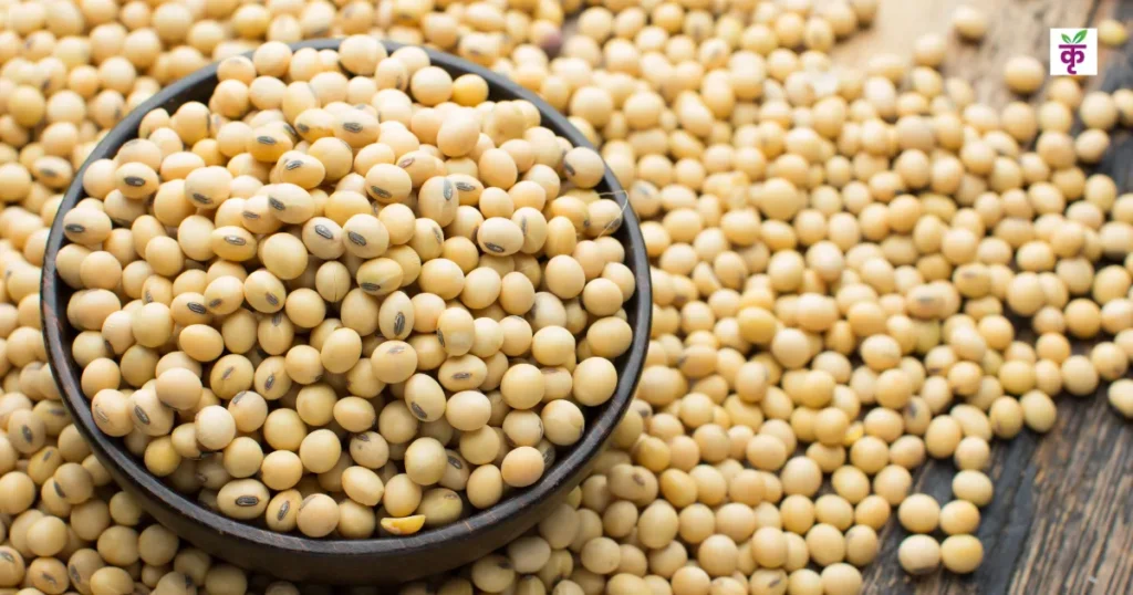 Soybean Price: सोयाबीन का रेट सुधरा लेकिन दर्द बाकी! MSP से नीचे बिक रही फसल, किसानों की चिंता बरकरार